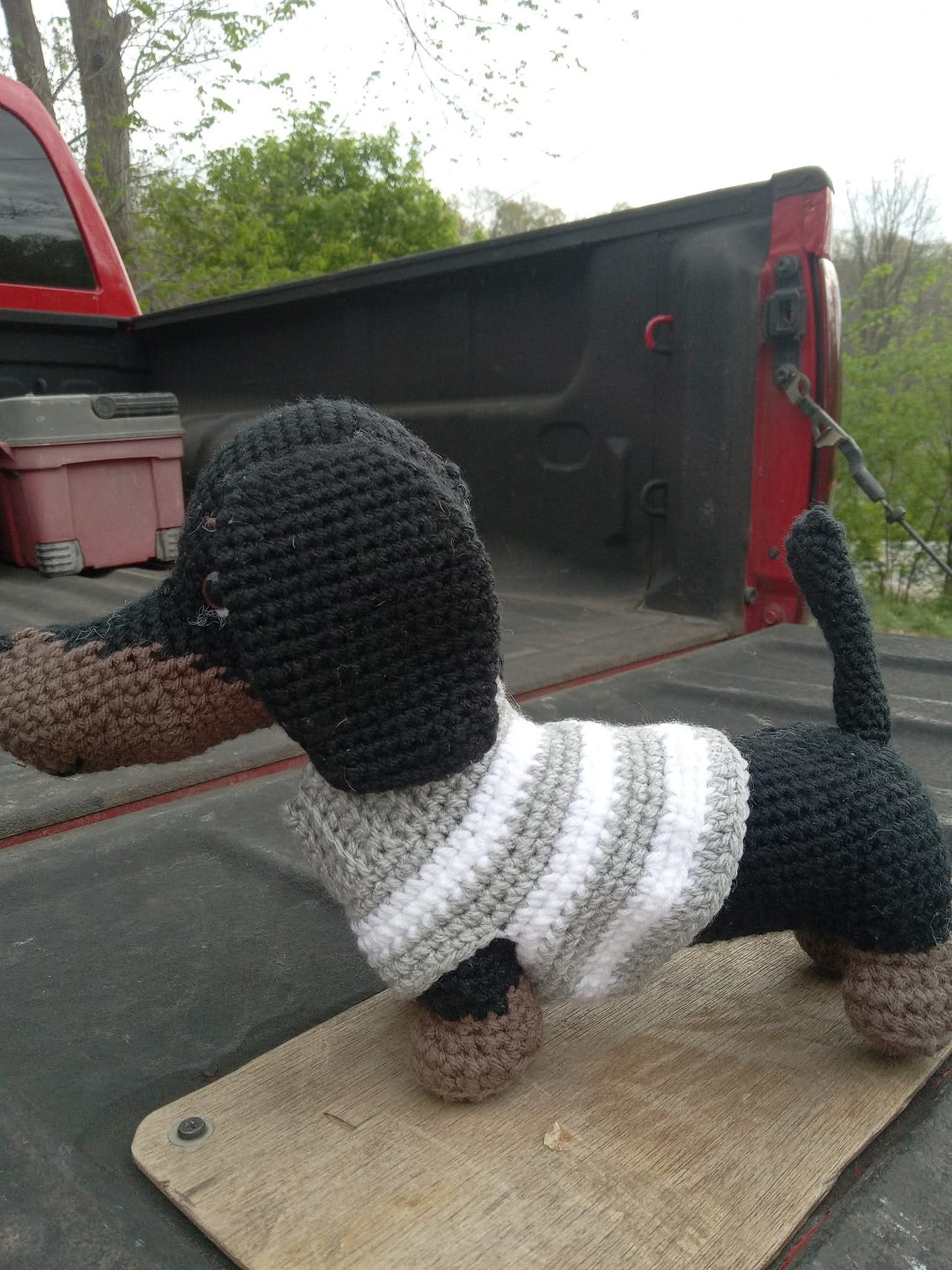 Dachshund